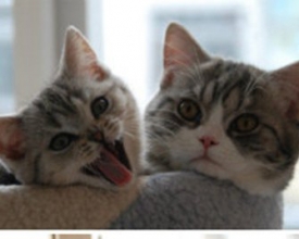 2��������һ�������кܶ����