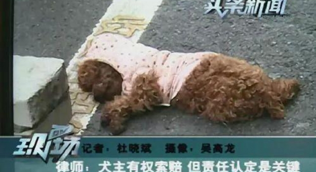 震惊!车主撞死小狗 主人将尸体放车上索赔上万