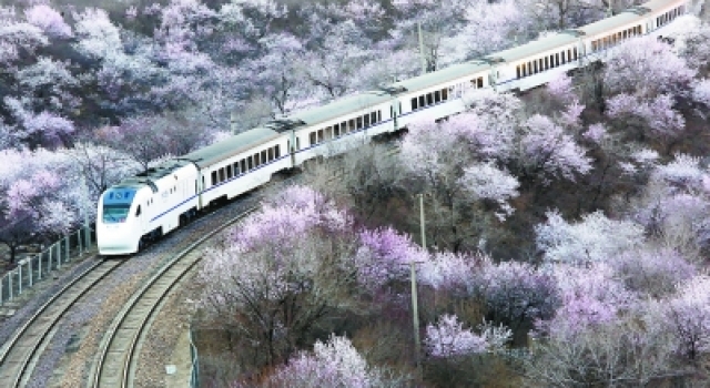 发烧友为拍花海逼停列车 网友:一到春天 全世界都成“花痴”了
