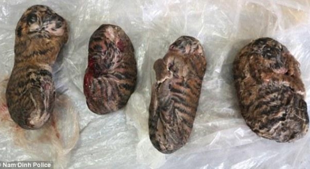 越南走私犯600元出售4只冷冻幼虎 以便制成虎胶被抓
