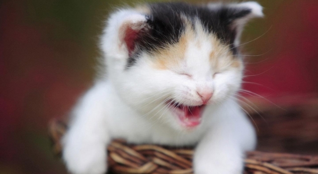 图述:一只猫咪的故事