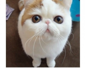 ������˵������ ��Ӧ������������
