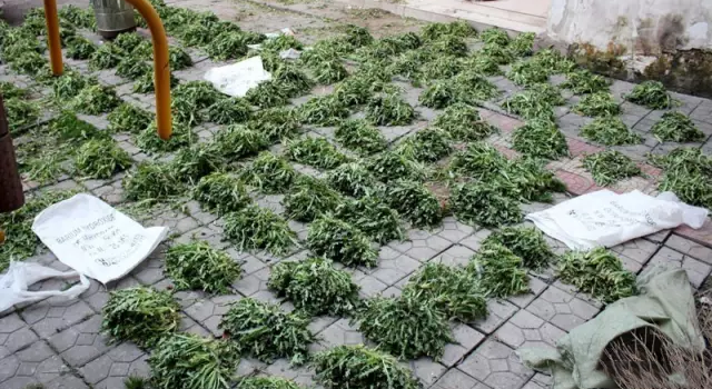 河南老太院内1万余株罂粟苗 公然售卖被拘留