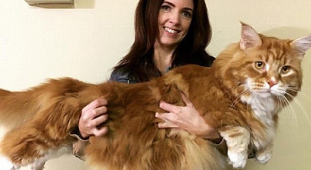 世界上体长最长的猫 “网红猫”打破吉尼斯纪录