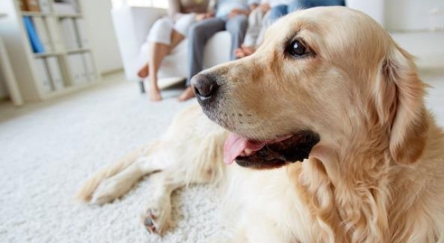 长沙警方棒杀金毛犬事件持续发酵 金毛犬10分钟咬四人