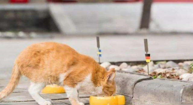 故宫猫白点儿去世 连续6场成功预测了世界杯比赛胜利