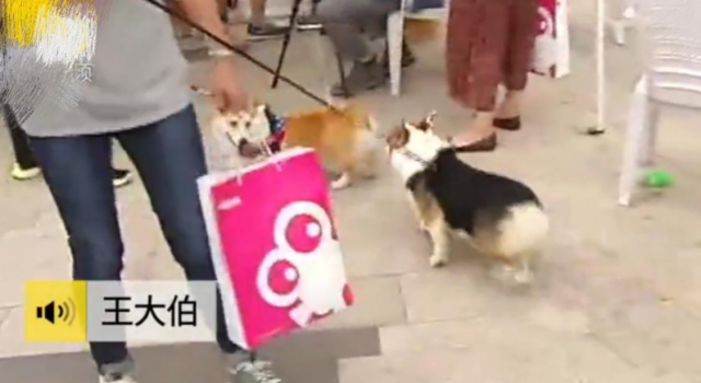 大爷带中华田园犬办证被拒 中华田园犬属于禁养犬只?