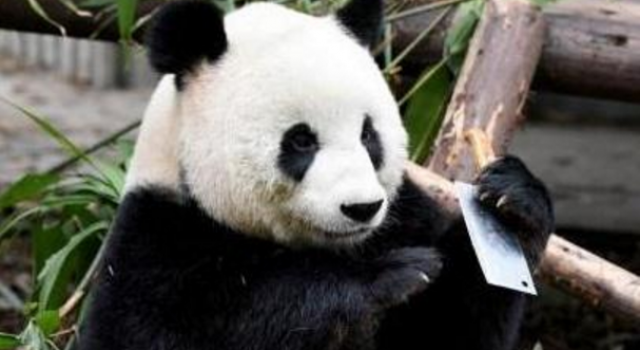 大熊猫玩菜刀怎么回事?饲养员疏忽 游客心惊肉跳的?