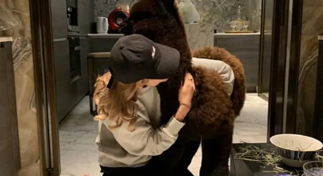 王思聪买羊驼送美女 有钱人太会玩 四万换美女一笑土豪