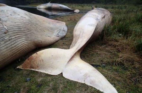 吓死宝宝了!337头鲸集体自杀 人为还是全体搁浅致死