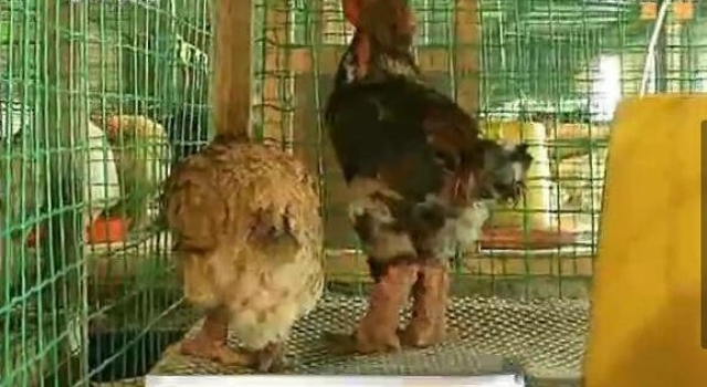 陕西惊现罕见鸡 越南大粗腿公鸡身价上万