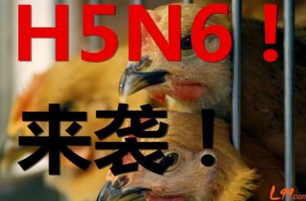 深圳h5n6禽流感爆发一人死亡 避免接触活禽