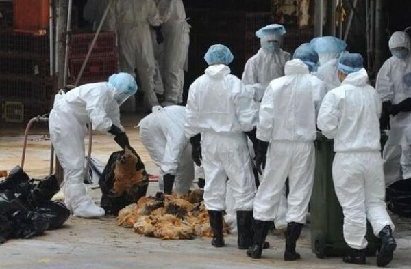 h7n9禽流感传播途径 h7n9禽流感知识早知道早预防