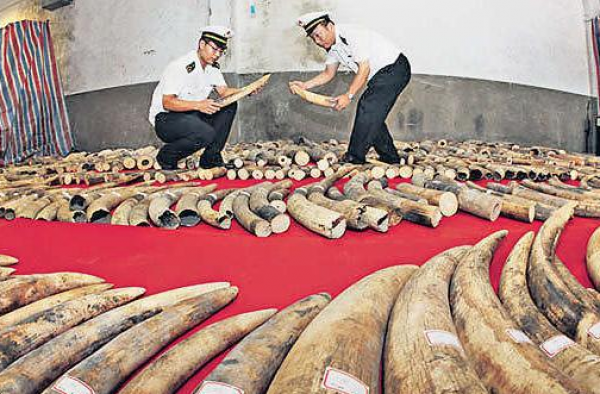 朋友圈倒卖象牙:涉案价值达百万 竟是跨境交易