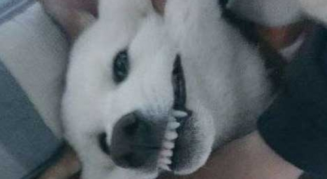 有一种狗 叫别人家的狗