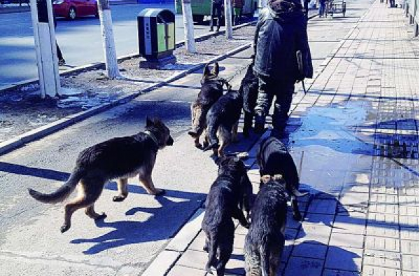吉林男子当街一条束犬链遛8条烈犬 市限犬办:该受罚