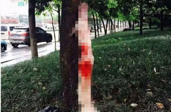和小主人一起长大的柯基走丢 2小时后发现被剥皮挂树上