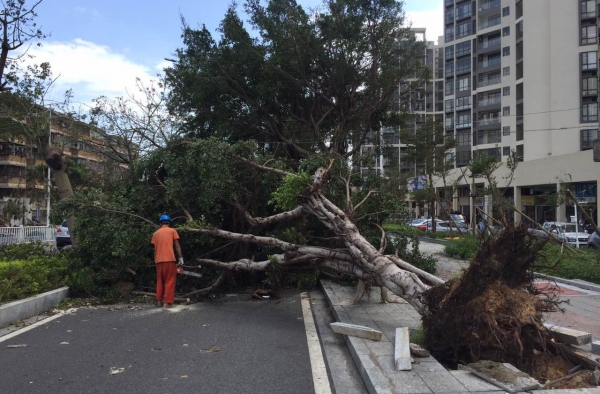 北京突然刮起一阵强风 日坛路十余木瞬间倾倒