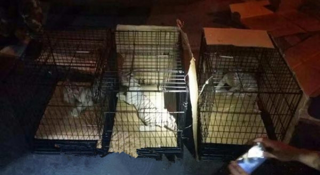 无良商家藏3只小白虎在车内 被查后竟称是小猫
