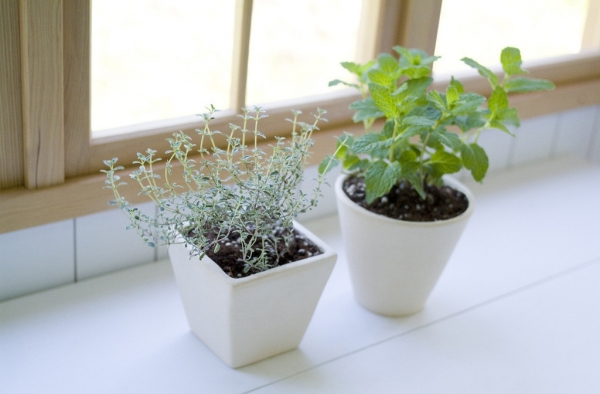 家居绿色植物大全 快给你家添上一抹绿