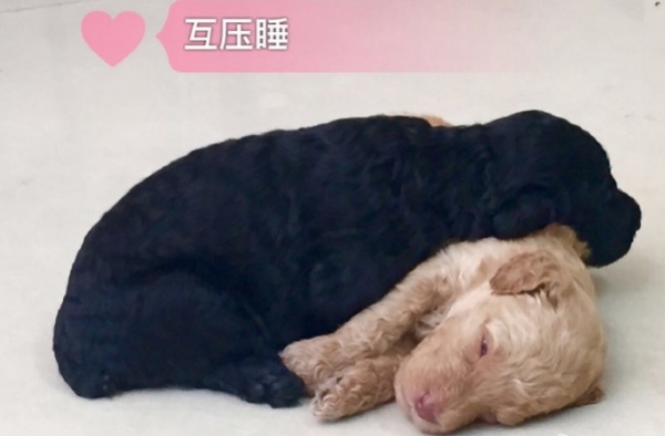 小贵宾的花式睡姿 这睡姿没谁了
