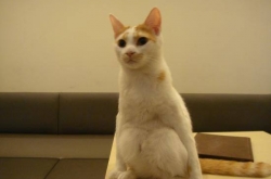 è?Īϲ