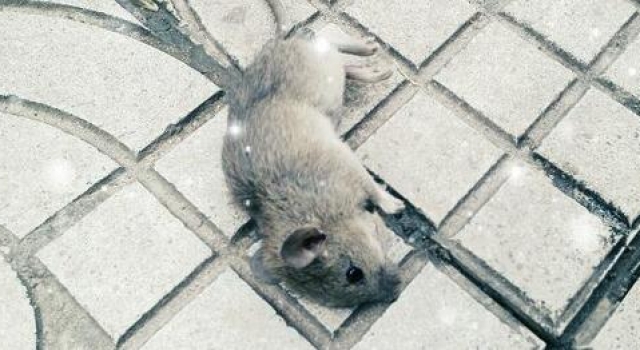 成年鼠智商相当8岁儿童？！老鼠中毒竟装死咬大妈