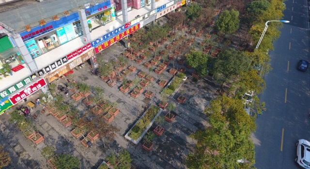 城管遏制占道经营出新招 人行道上种419棵树