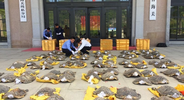 海关查获特大珍稀野生动物走私案 4名嫌犯被抓获