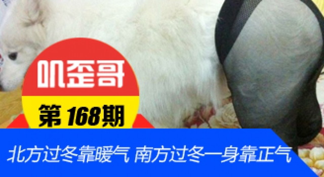 【叽歪哥 V0.168】北方过冬靠暖气 南方过冬靠一身正气