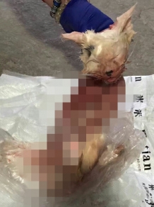 女子买猫反悔欲退货 把猫剥皮放宠物店门口示威