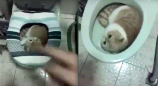 方翠花你给我出来是什么梗？大婶训在马桶睡觉的猫走红