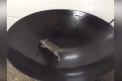  ͹ҧŮʳ