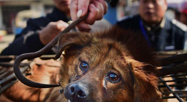 广州爱狗人士拦车救猫狗引关注 志愿者拦车救狗对吗?