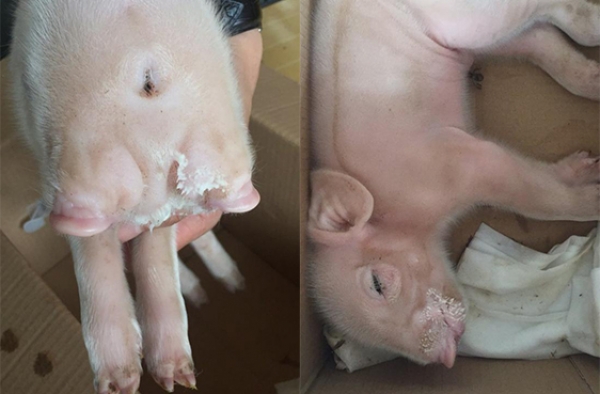 小猪崽三眼两嘴两鼻子 只能手动喂奶粉养活
