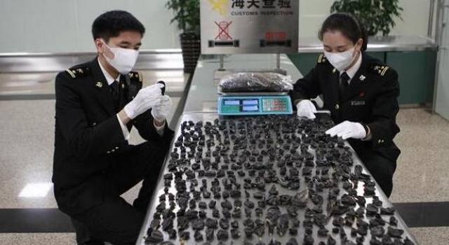 泡面桶竟藏有四条剧毒蛇 厦门海关依法查处