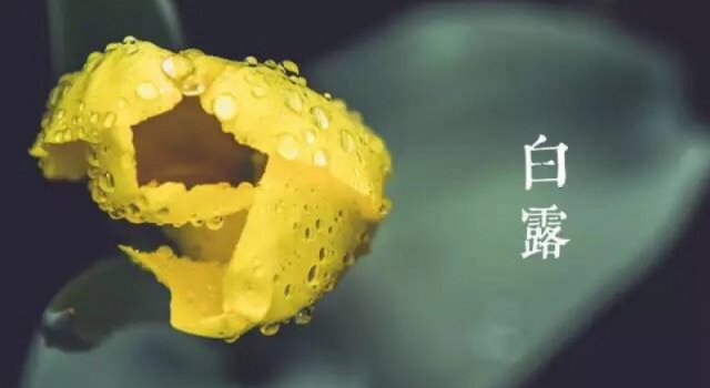 白露是什么意思？2017白露节气是几月几日？