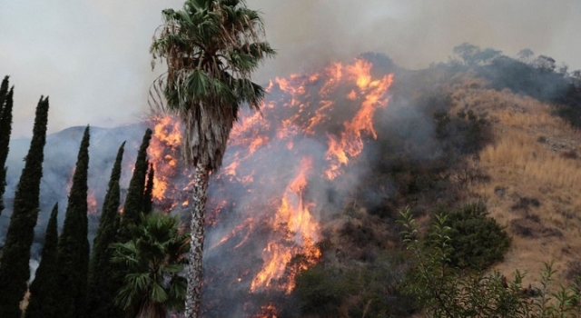 紧急！洛杉矶山火爆发 超过5900英亩已被烧毁