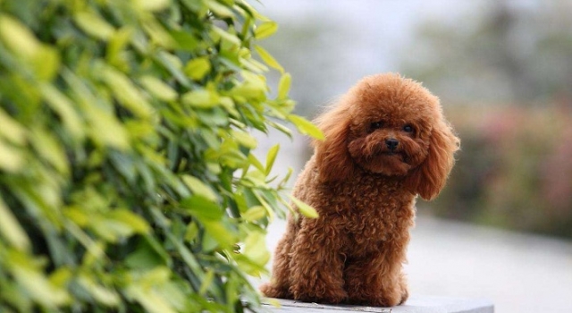 司机驾车撞死爱犬 犬主人：向它鞠躬道歉才行！