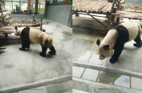 动物园大熊猫瘦得皮包骨怎么回事？园方：牙疼吃不下啊