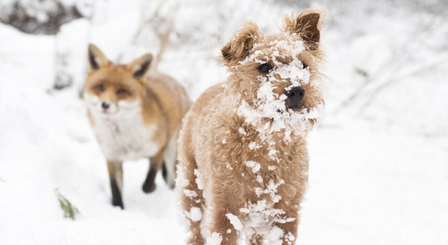 太可爱！猎狗与狐狸成了好友 雪中嬉戏一脸萌