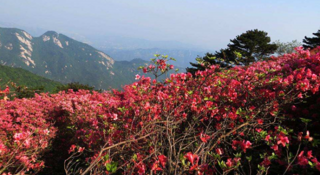 起死回生的杜鹃花刷爆朋友圈 买多了破坏生态平衡？