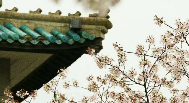 武大发布赏樱通知 2018武大赏樱预约攻略全在这了