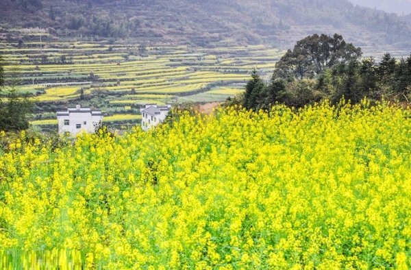 婺源油菜花什么时候开？2018婺源油菜花赏花全攻略