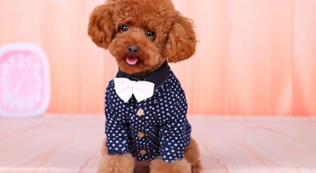 小泰迪80套衣服换着穿 主人：我想今年带狗看世界