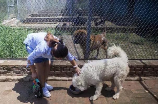 掏50万救流浪狗 始终坚持收养流浪狗,温暖人心