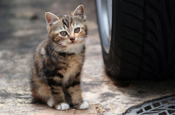 残忍!大一新生杀流浪猫 为什么学校可以带杀伤性物品?