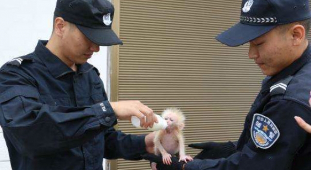 北豚尾猴获救 路人救下猴子竟是一级保护动物
