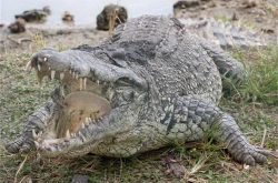 ���㱻��ֻ���ο�������� ���������ڱ�ΣҰ����ֲ����