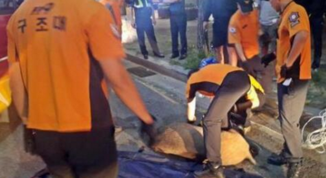 首尔现野猪群 每月出警数百次制服野猪 中国吃货:？？
